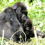 Gorillas-Digit Fund
