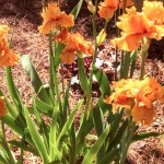 Augusta Irises