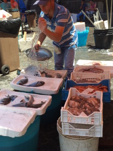 Selling Octopus, Catania, Sicilia