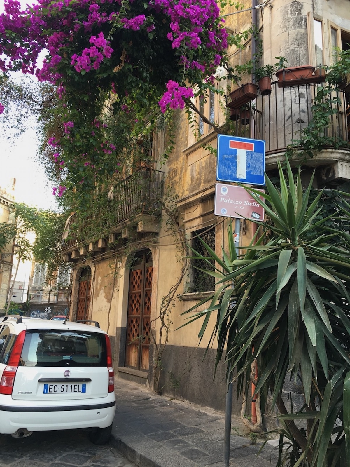 Bougainvillea in Catania