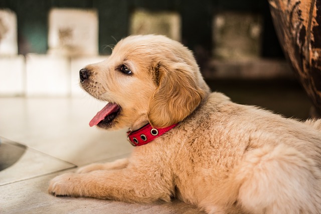 Giving A Puppy As A Surprise Holiday Gift