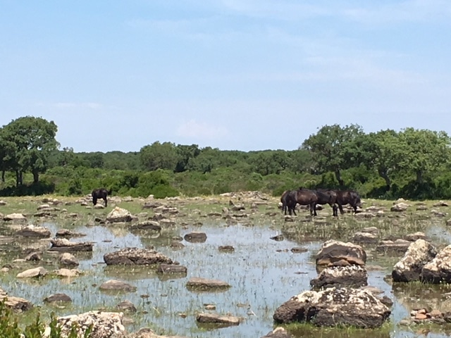 Discover-Nuraji-at-Barumini