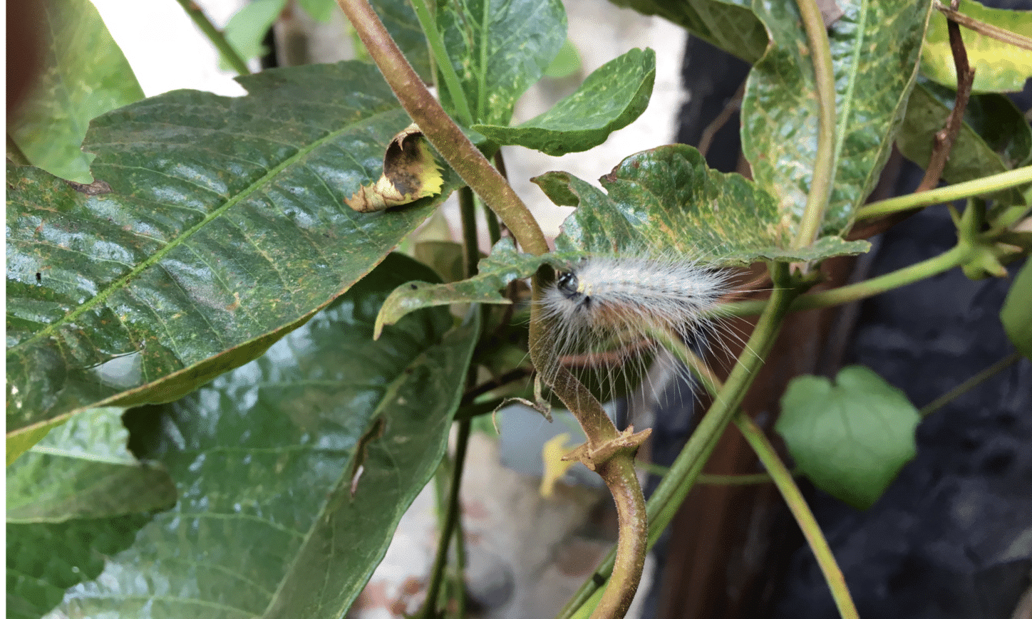 Mystery-Caterpillars-Make-Fall-Appearance