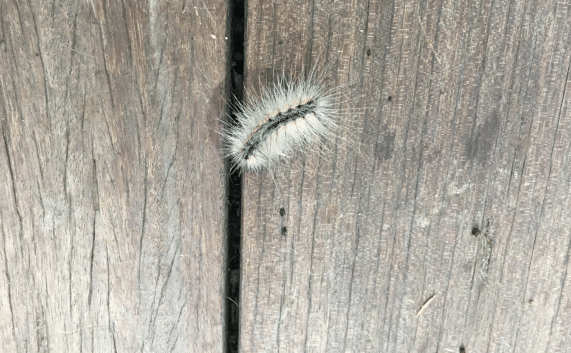 Mystery Caterpillars Make Fall Appearance