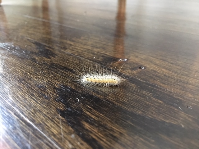 Mystery Caterpillars Appear in September