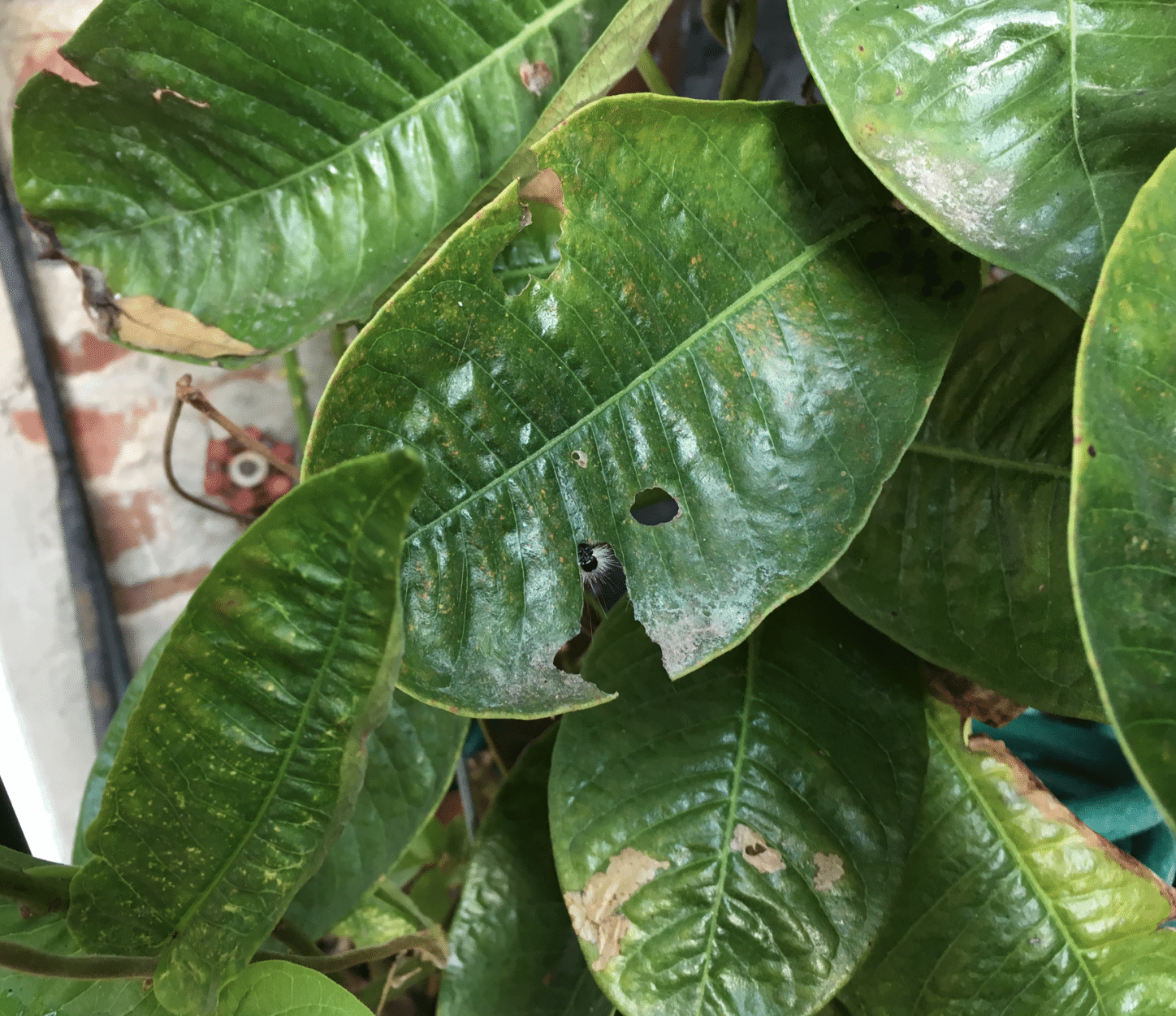 Mystery-Caterpillars-Make-Fall-Appearance