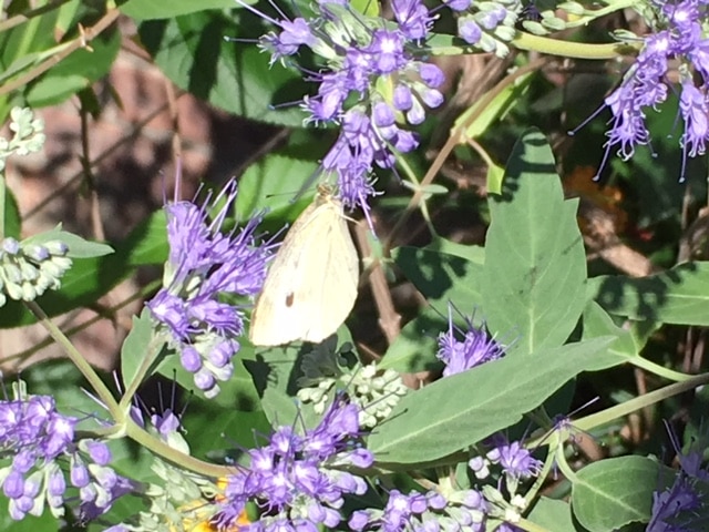 Mystery-moths-make-fall-appearance