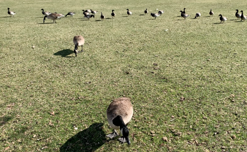 Canadian geese grazing in Lower Manhattan