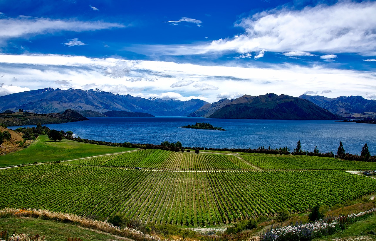 Lake Wanaka Vines, New Zealand. Photo Courtesy Pixabay