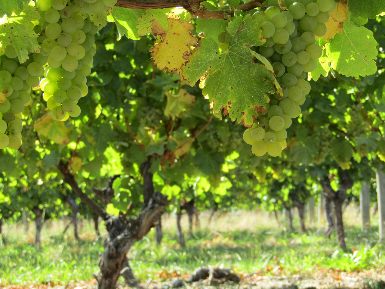 New Zealand grapes on the vine.