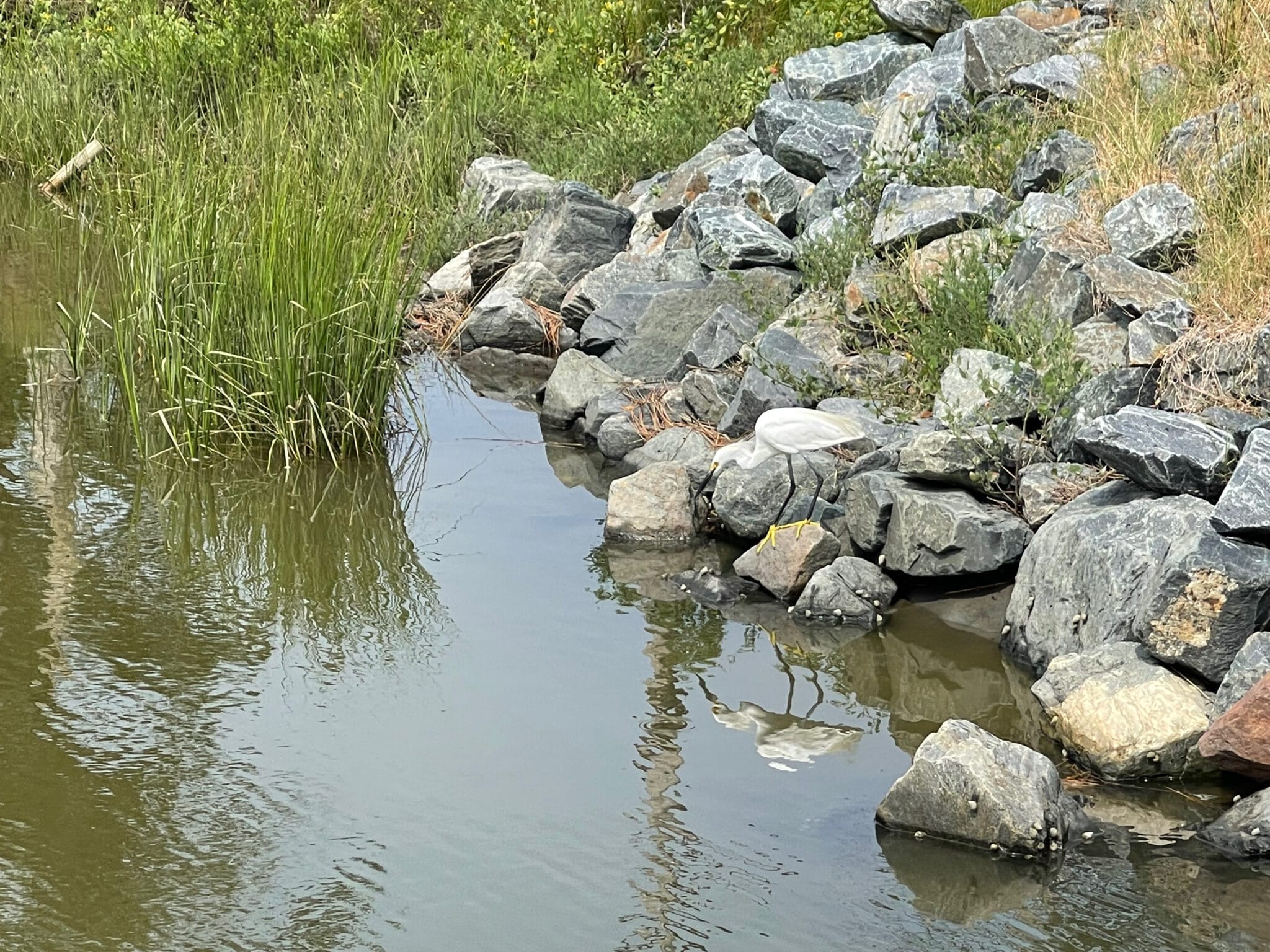 Adult Snowy Egret in the Chincoteague National Wildlife Refuge. Photo by ConsumerMojo.com