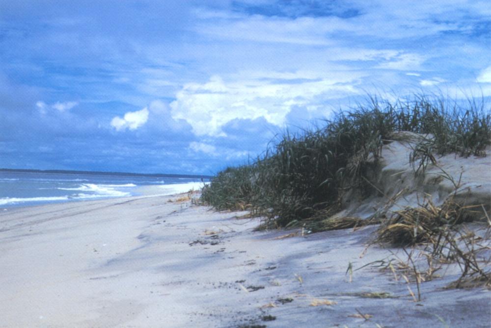 Assateague island beach NPS