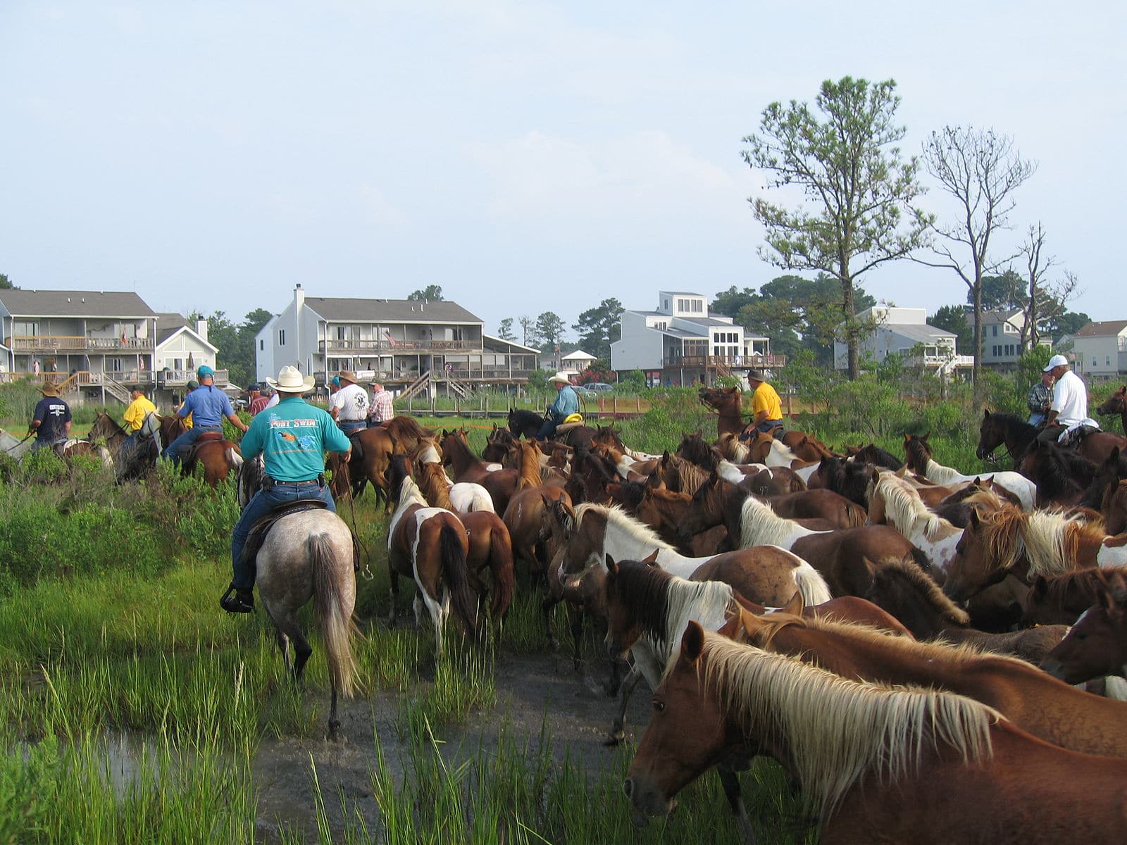Chincoteague Pony Roundup. Photo by Leonard J. DeFrancisci. Creative Commons License