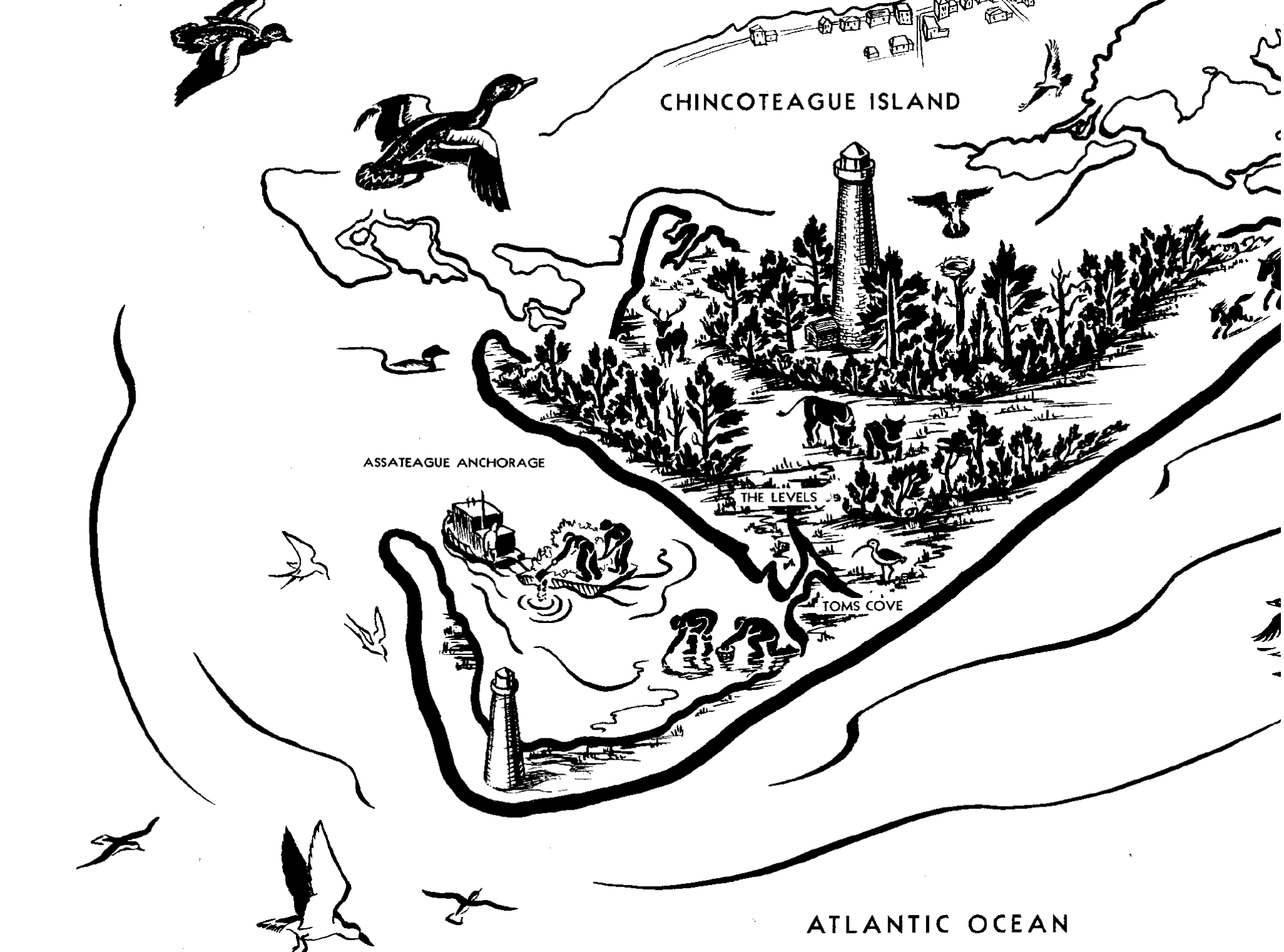 Drawing of Chincoteague and Assateague from the National Wildlife Service