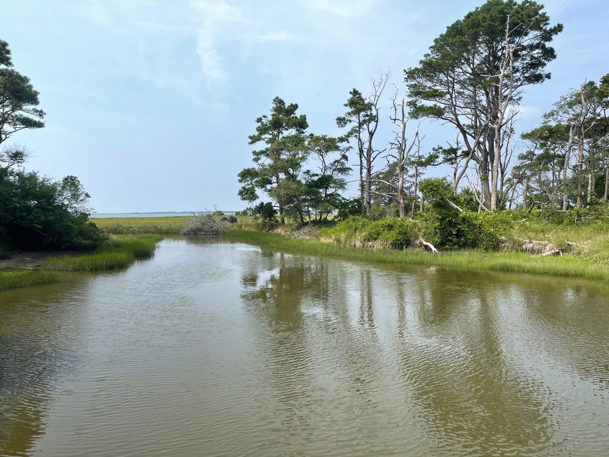 Inlet and pine forest in the Chincoteague National Wildlife Refuge
