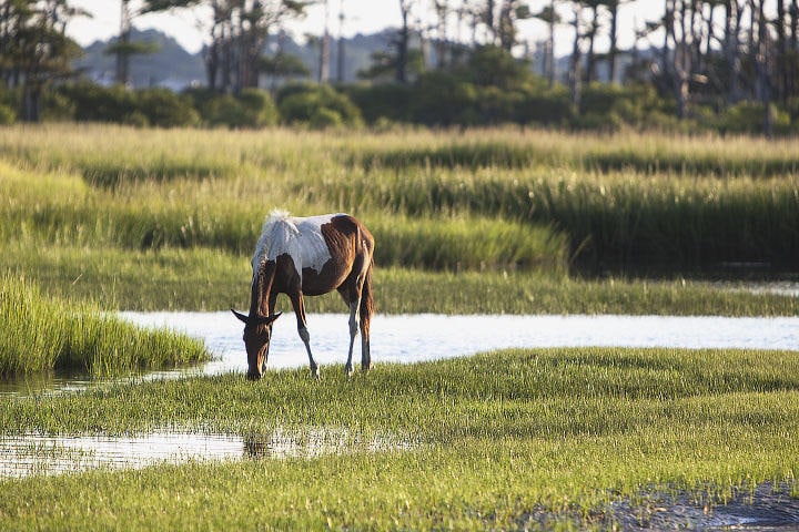 Wild Pony on Assateague, NASA Photo by Margaret Landis. Public Domain.