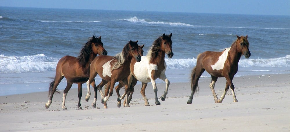 Wild ponies running on Assateague Island, Virginia. U.S. Fish and Wildlife Service