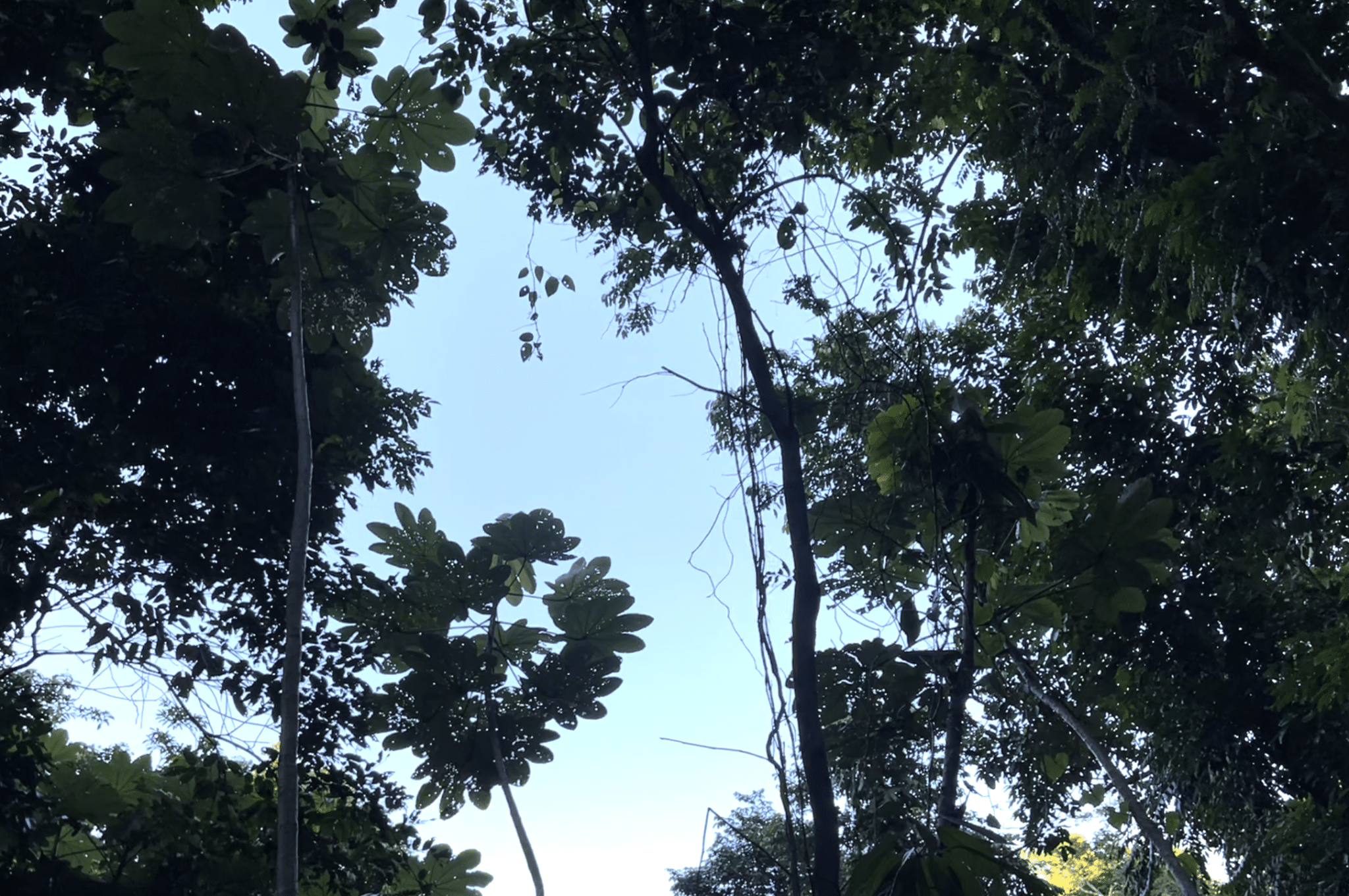 Cacao Tree in El Yunque National Forest, Puerto Rico. Photo by ConsumerMojo.com