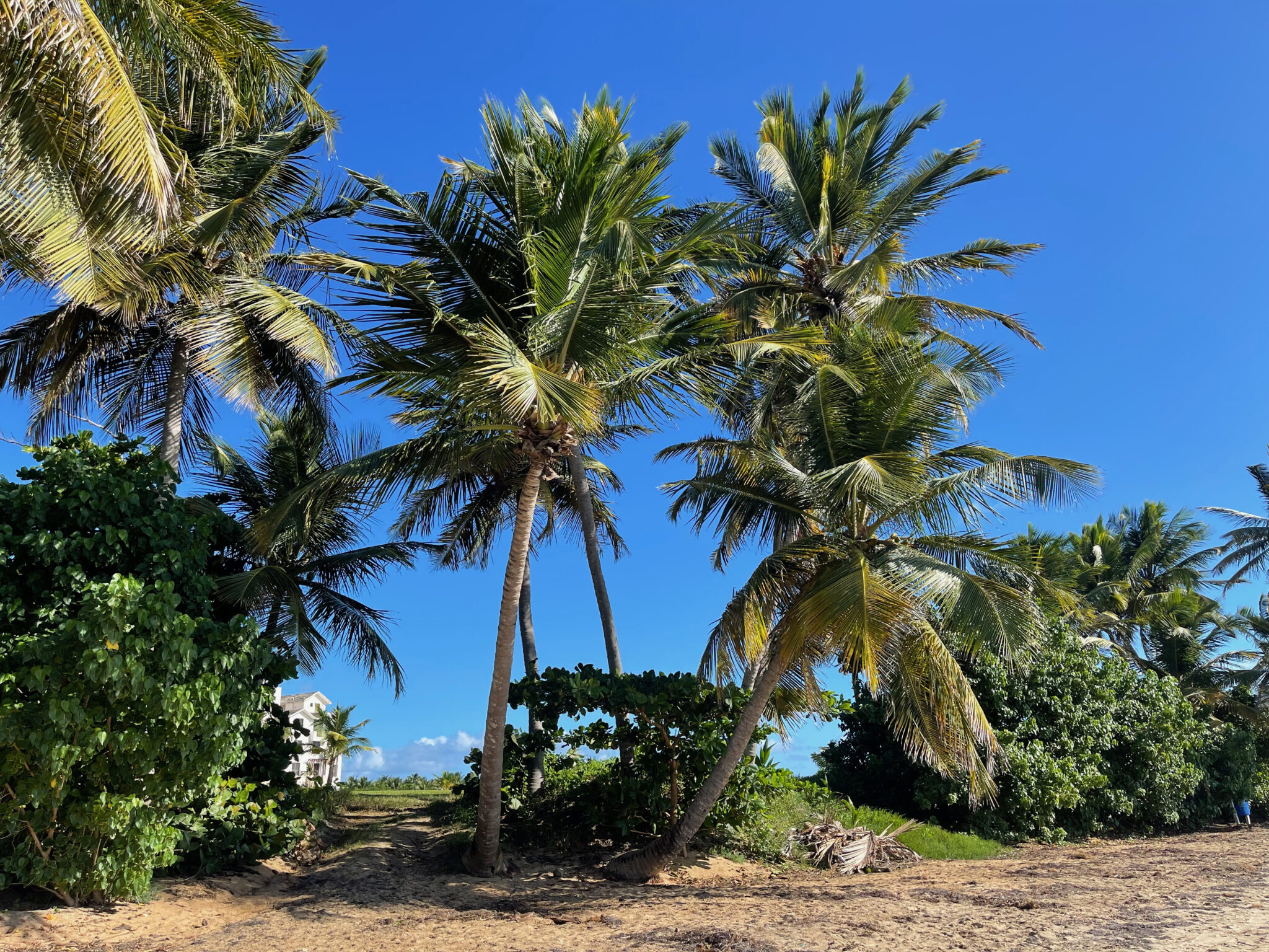 Coconut Palms on Puerto Rico. Photo by ConsumerMojo.com 