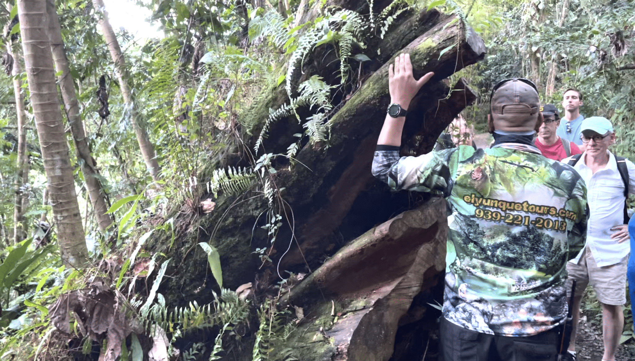 Fallen asubo tree in El Yunque National Forest, Photo by ConsumerMojo.com