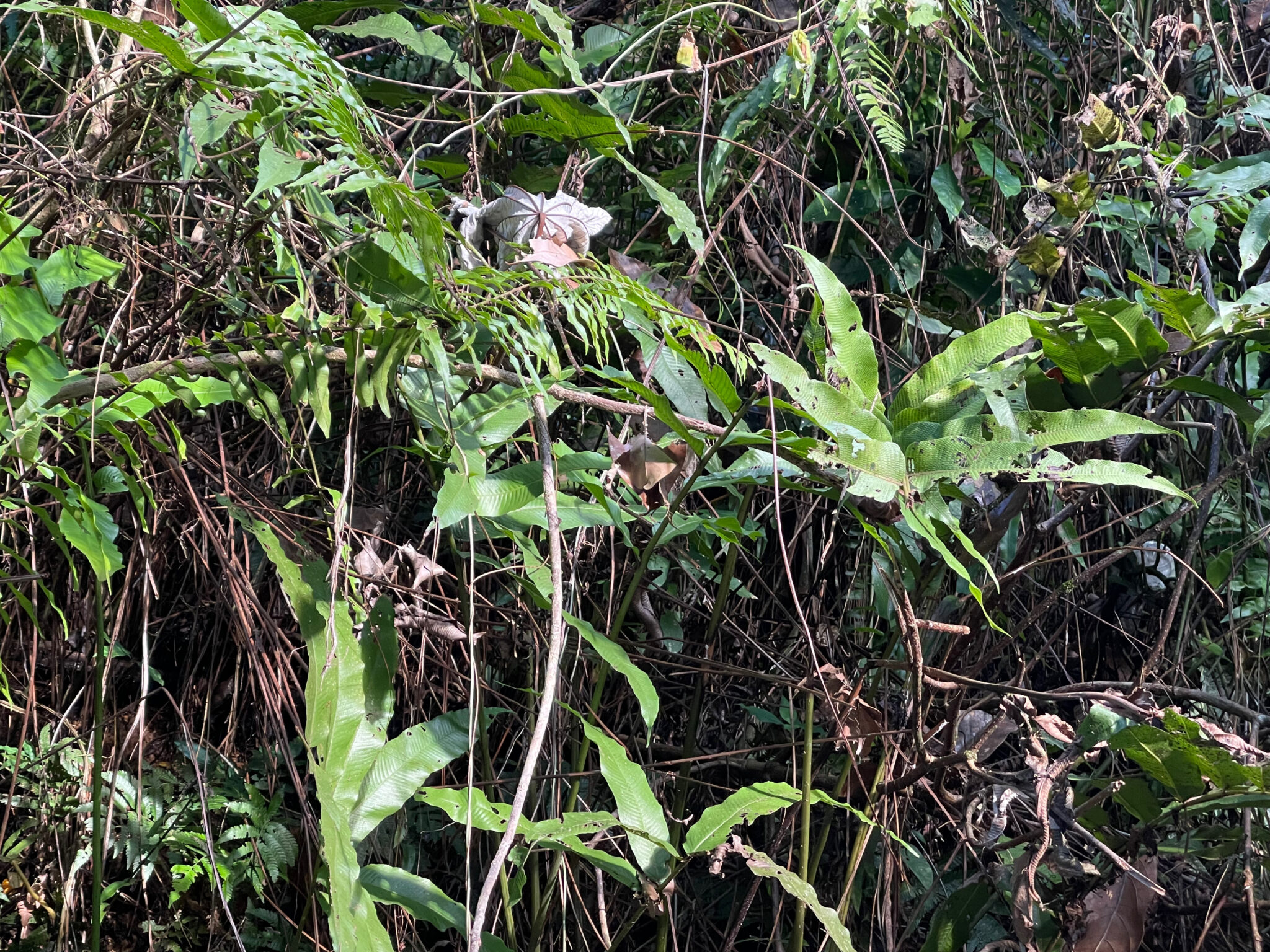 Leaf turning inside out in El Yunque National Forest, Photo by ConsumerMojo.com 