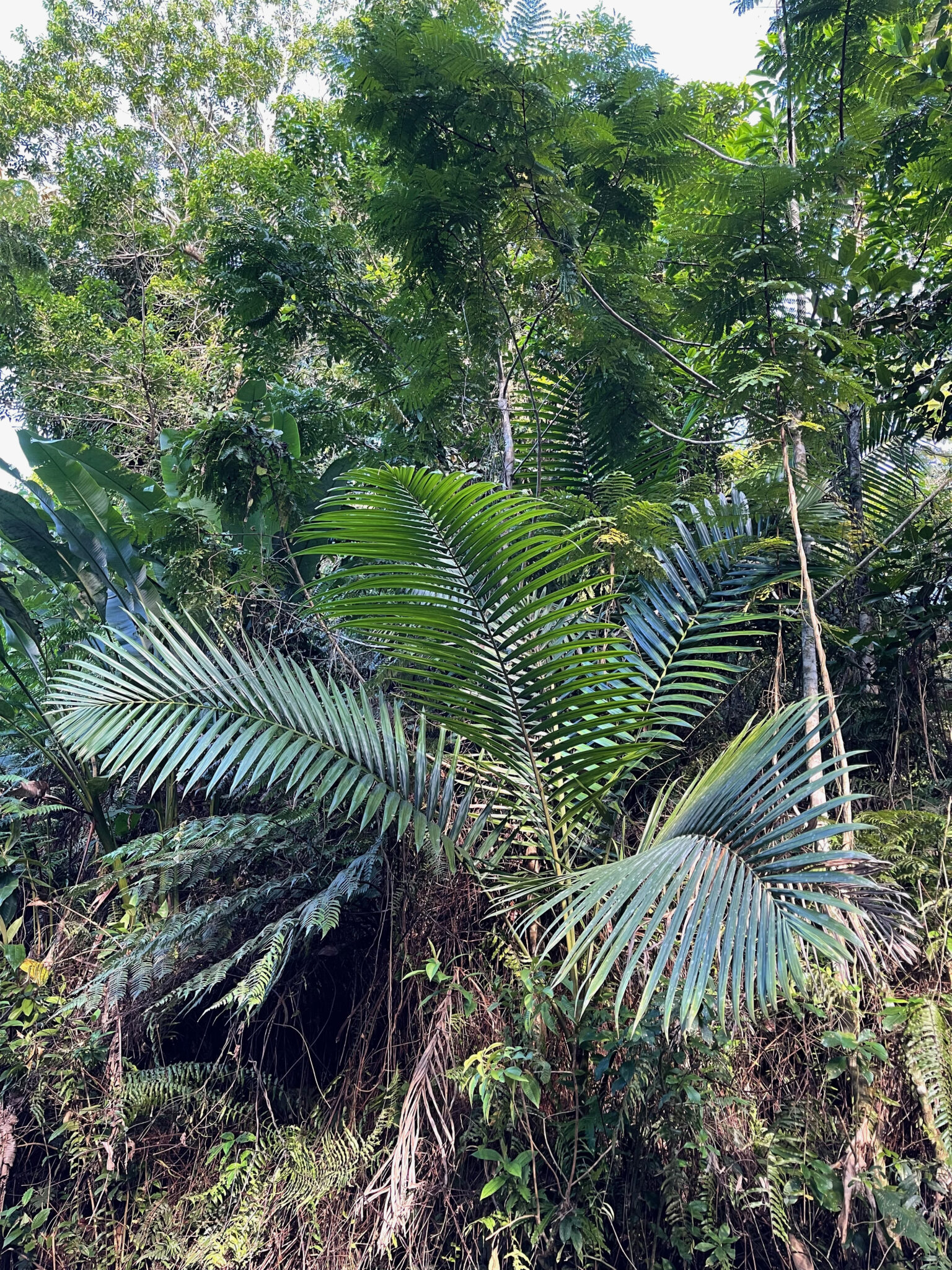 Native palm tree in El Yunque National Forest. Photo by ConsumerMojo.com 