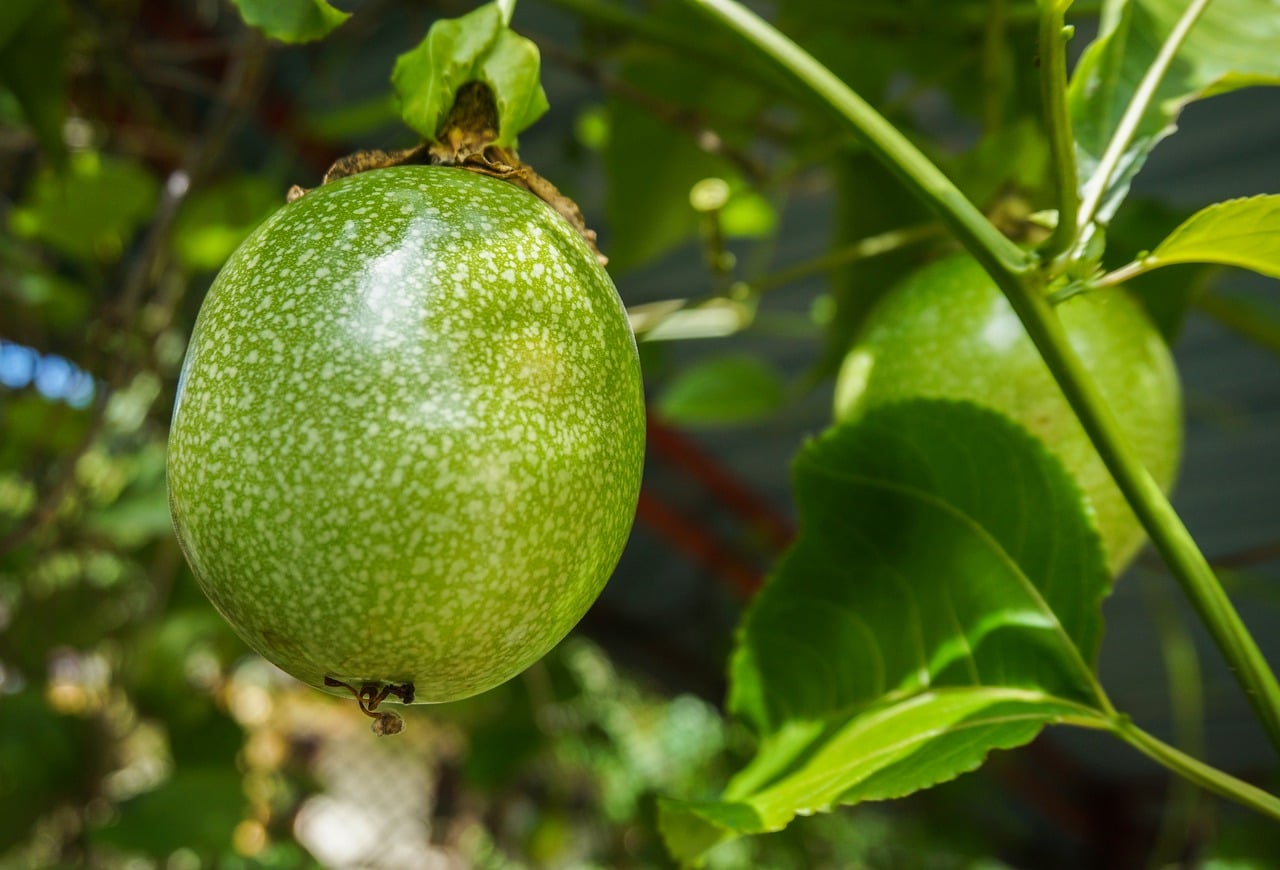 Passion fruit, Photo by Najibzamri Courtesy Pixabay. Creative Commons License