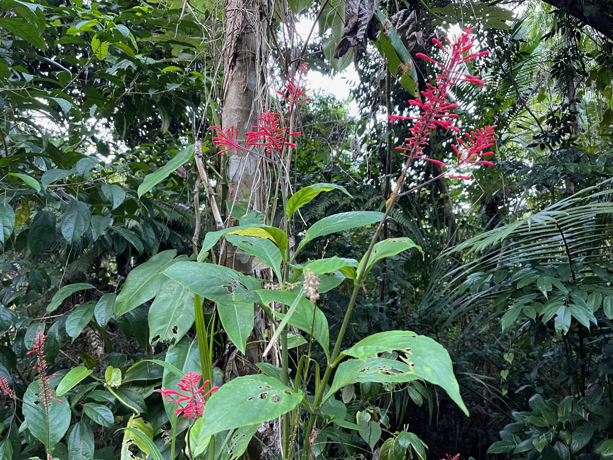 Red Firespike in El Yunque, Puerto Rico. Photo by ConsumerMojo.com