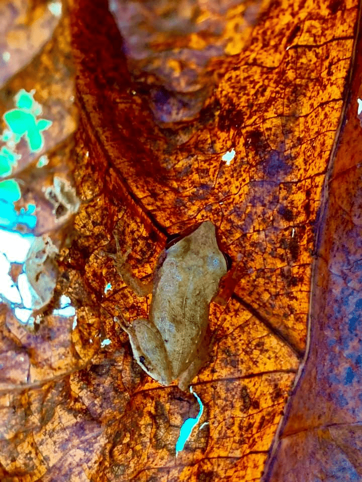 Cocui tree frog on a leaf. Photo by El Yunque Tours