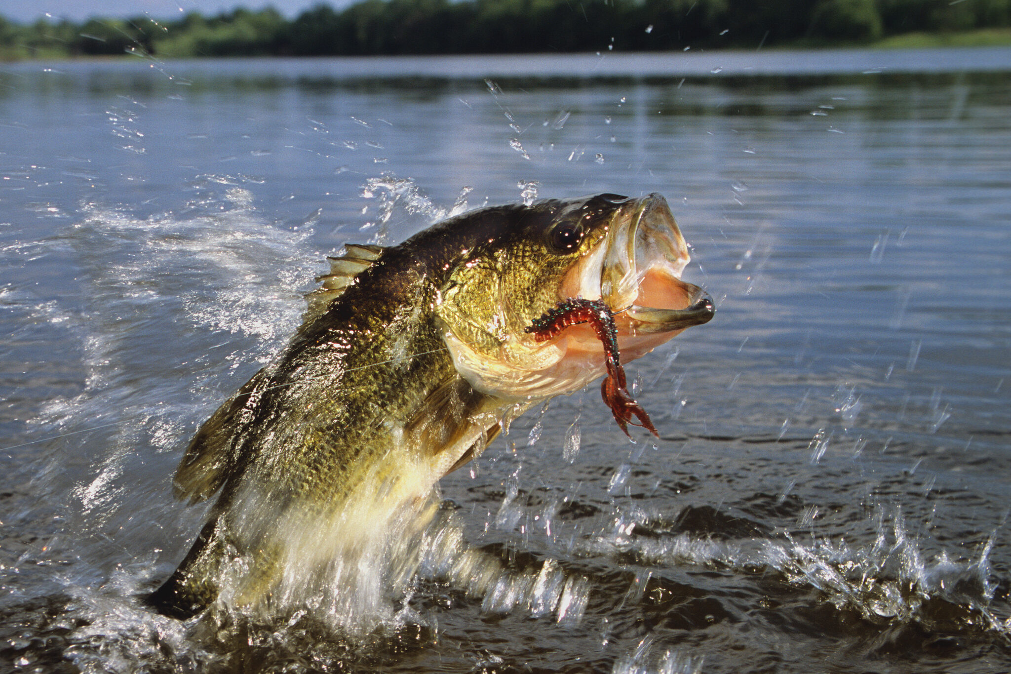 Hooked bass on a lake