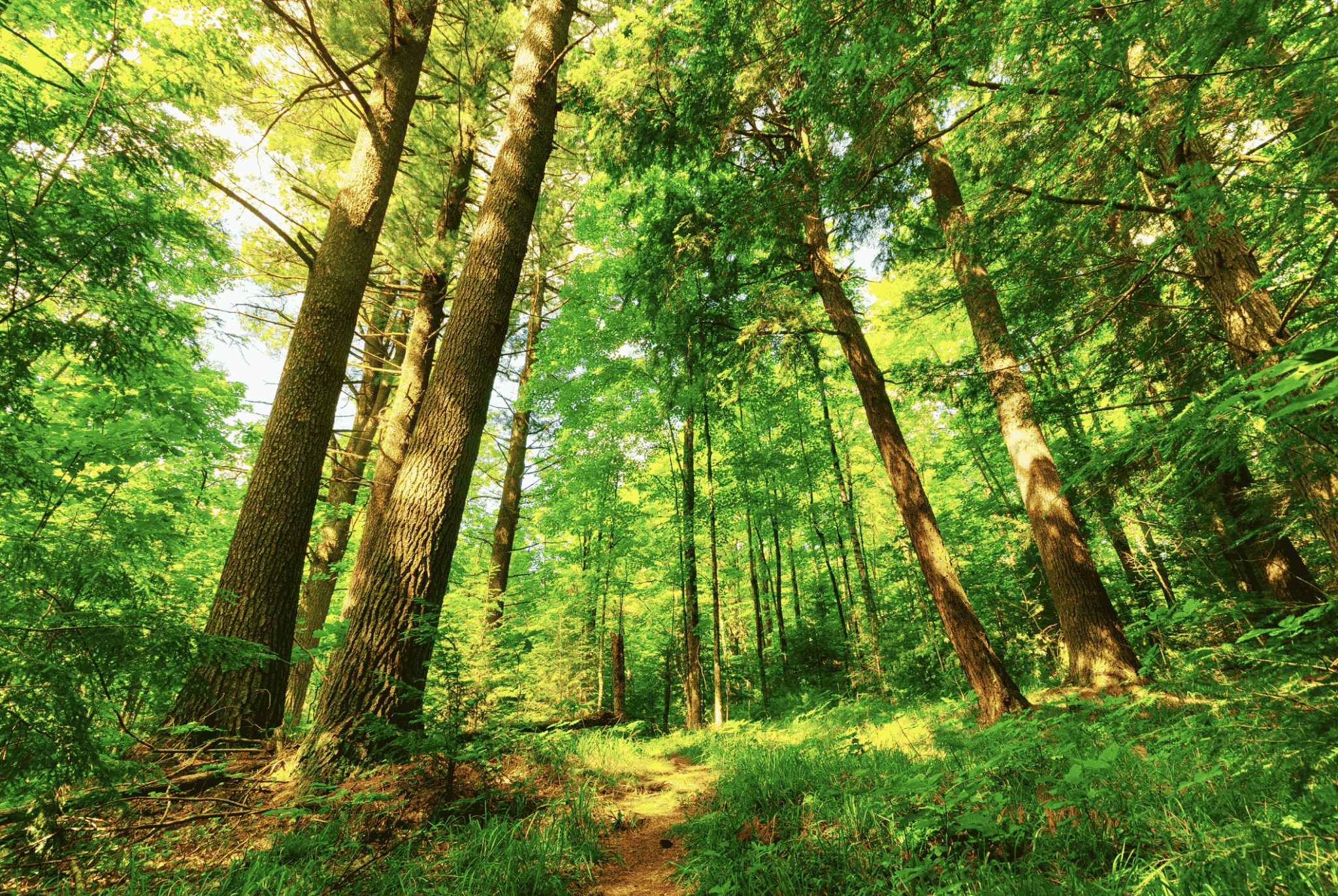 Richter Lake Hemlocks, Chequamegon-Nicolet National Forest, Photo by Joshua Mayer