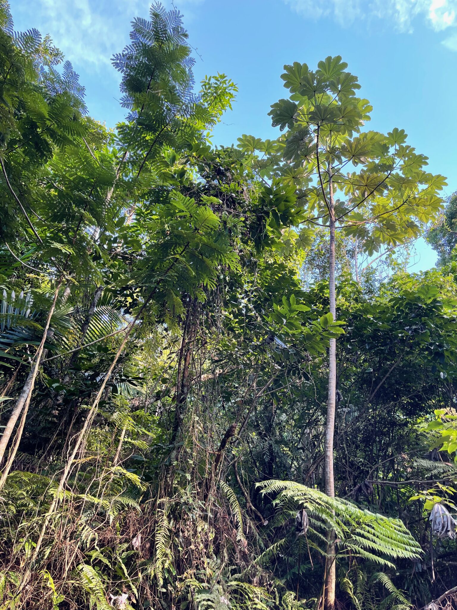 Trees in El Yunque National Forest, Puerto Rico. Photo by ConsumerMojo.com