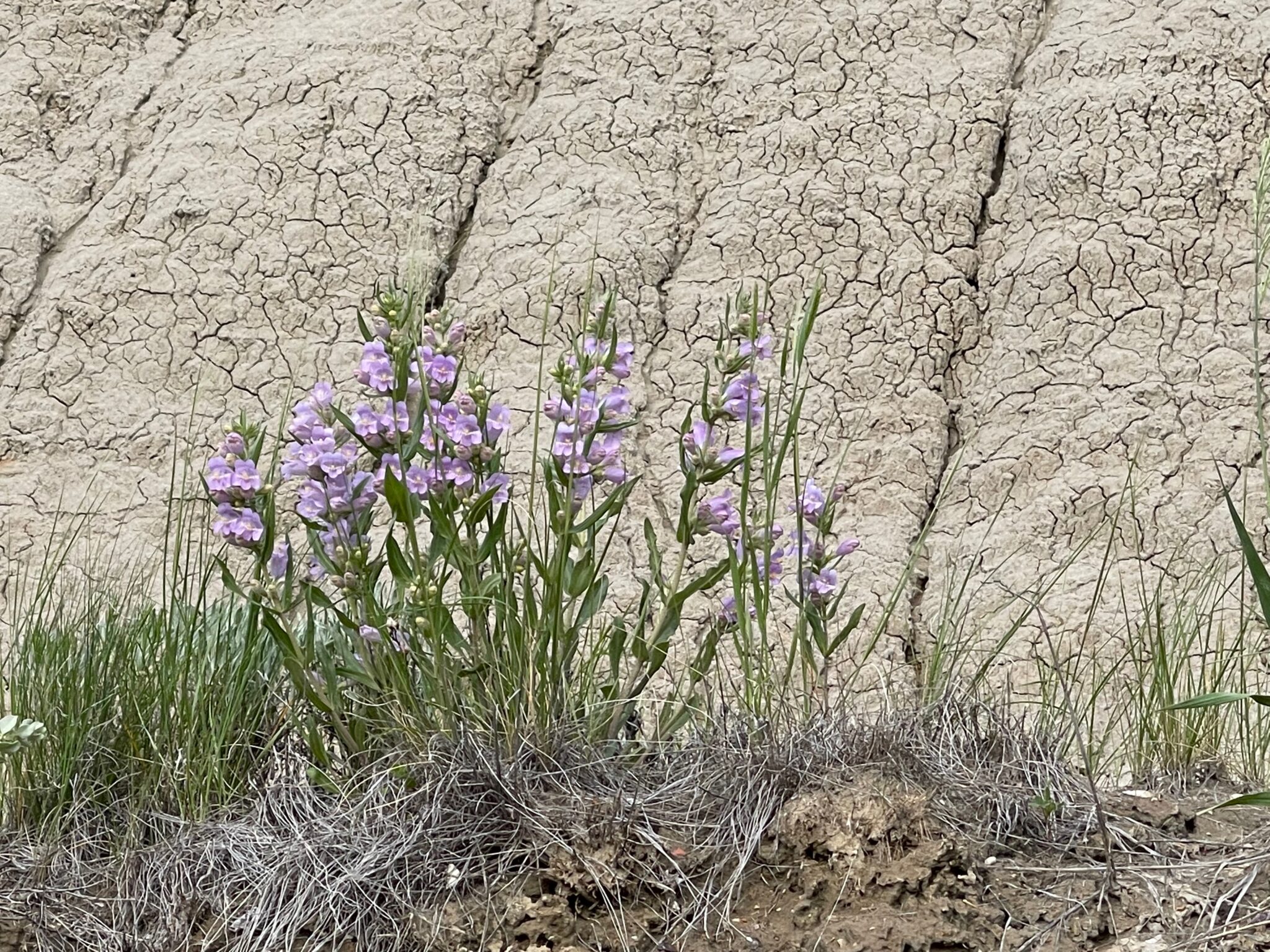 Purple wild flowers in Medora, North Dakota