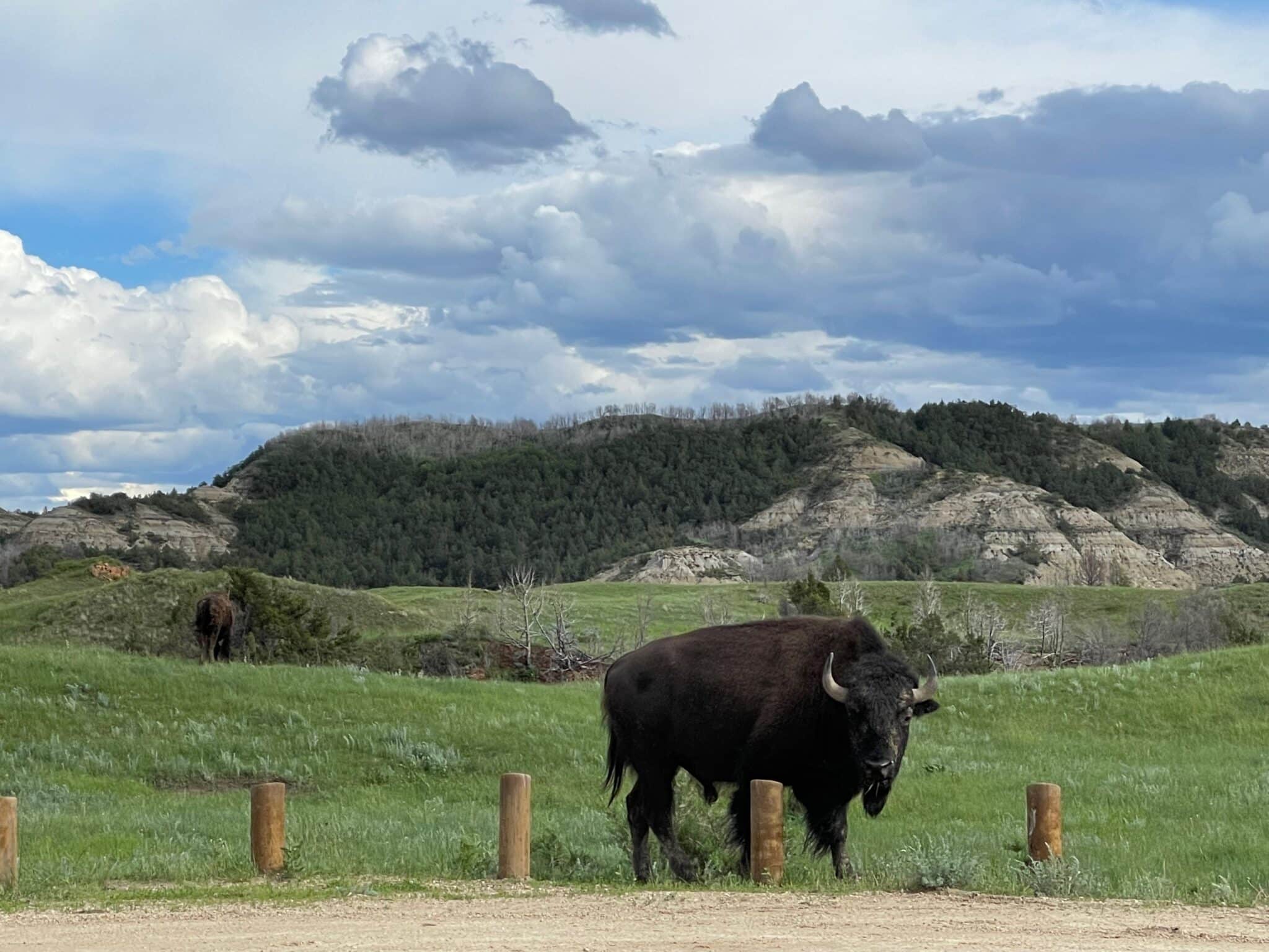 Bison staring in Theodore Roosevelt National Park, Medora, North Dakota.