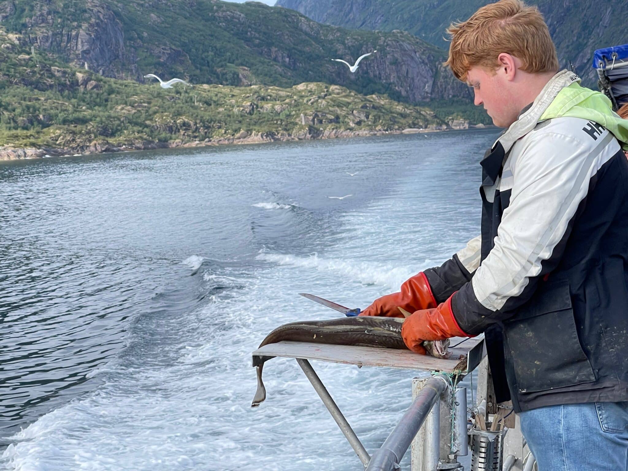 Deckhand cuts up fish to toss to Sea Eagles