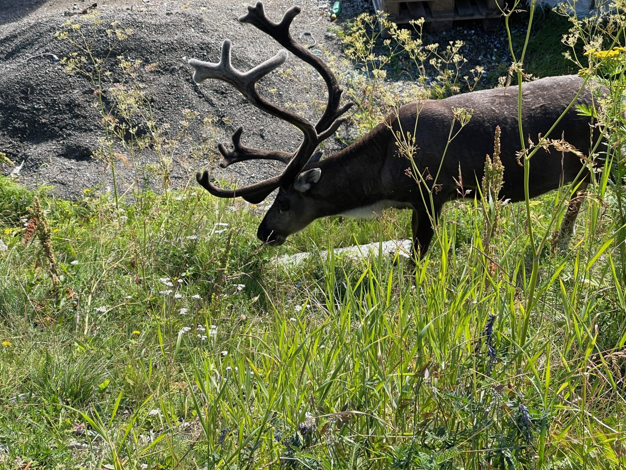 Reindeer in Hammerfest