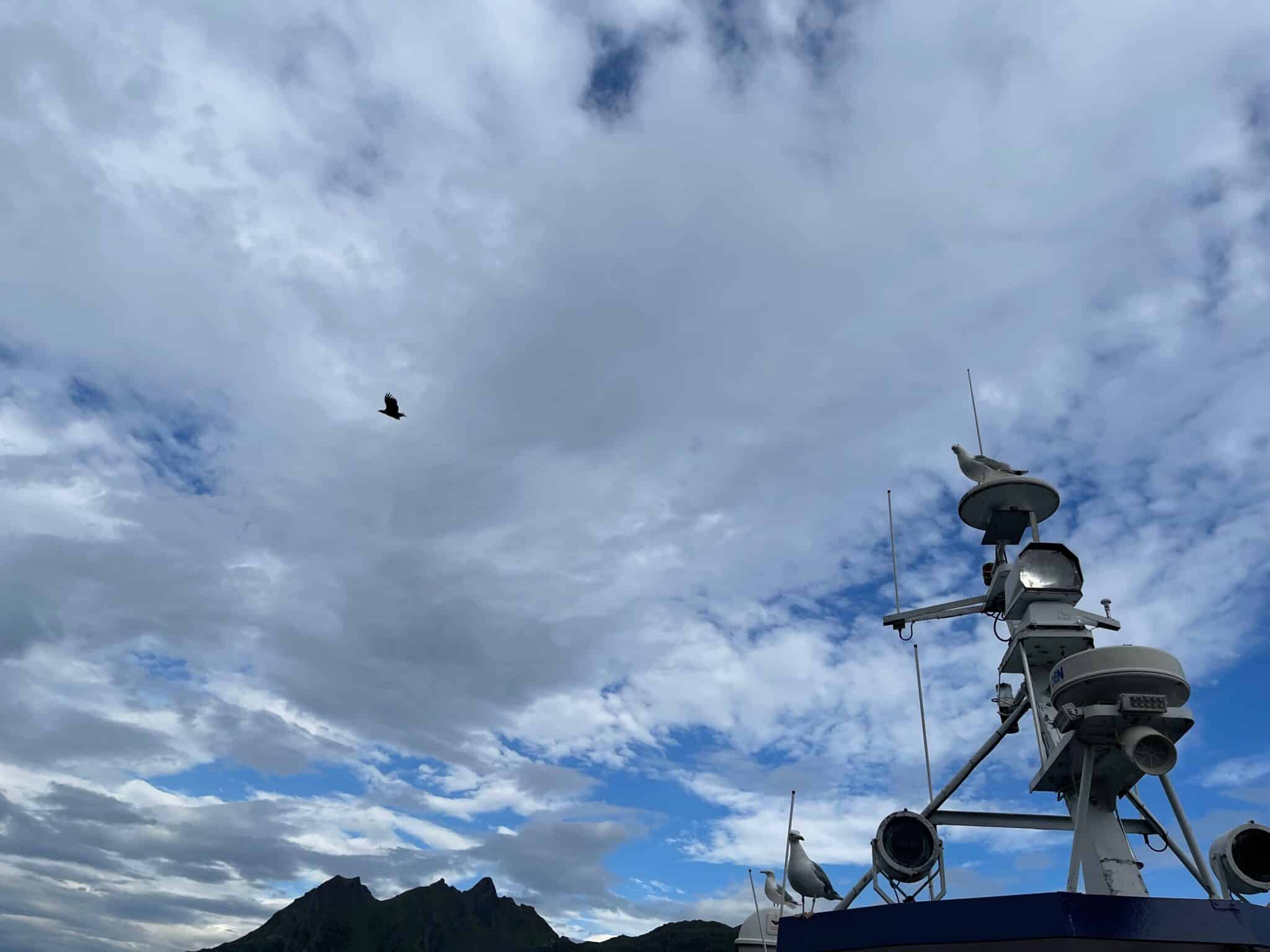 Sea Eagle in the clouds