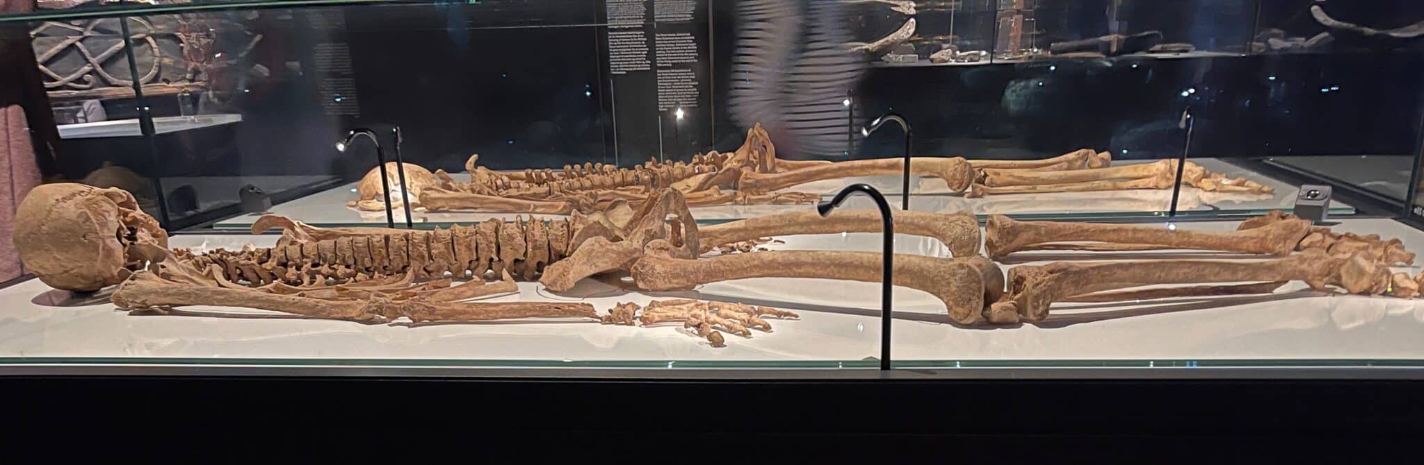 Two Viking Skeletons in the National Museum of Denmark