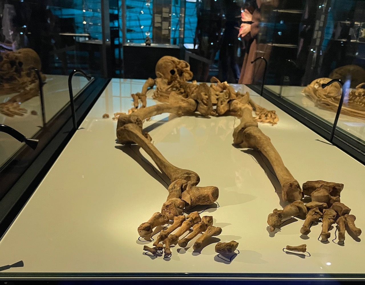 Head to toe view of Viking Skeleton