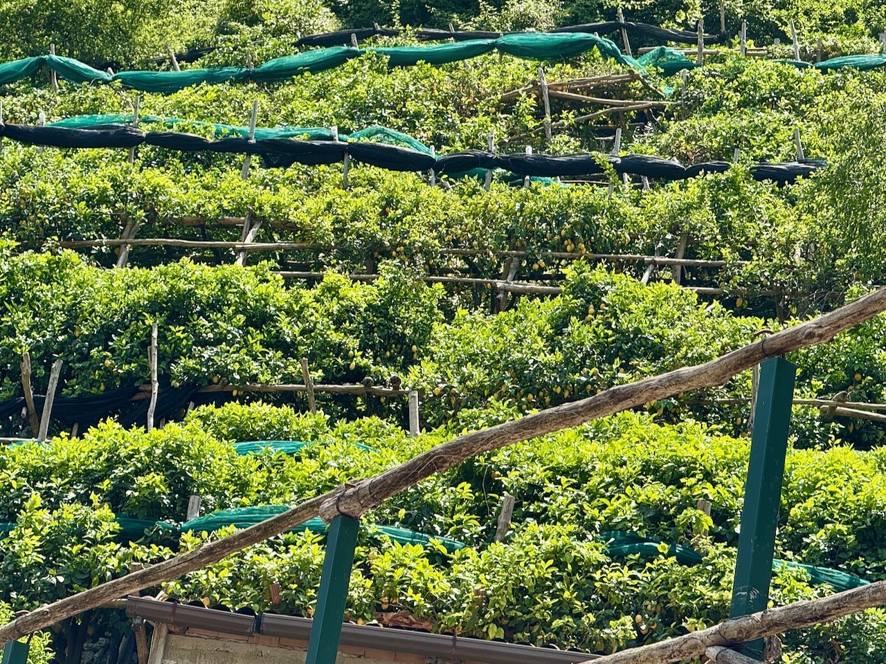 Lemon grove in Amalfi. Photo by ConsumerMojo.com