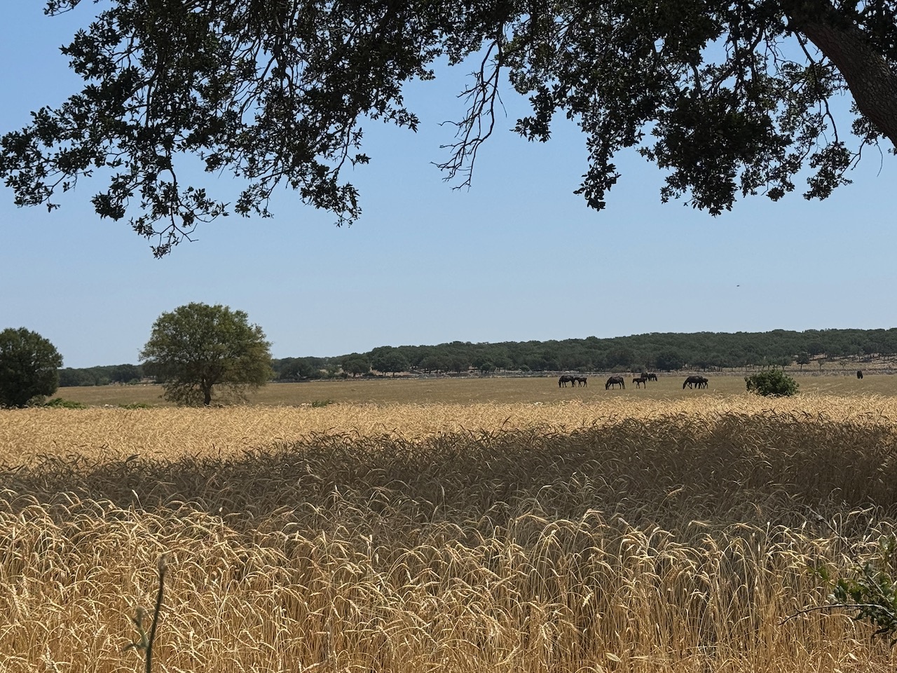Horses and farmland