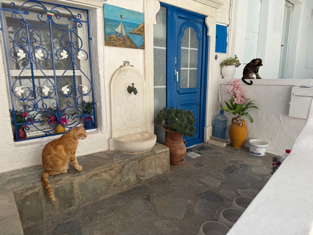 Cats and blue doors on Mykonos. Photo by ConsumerMojo.com